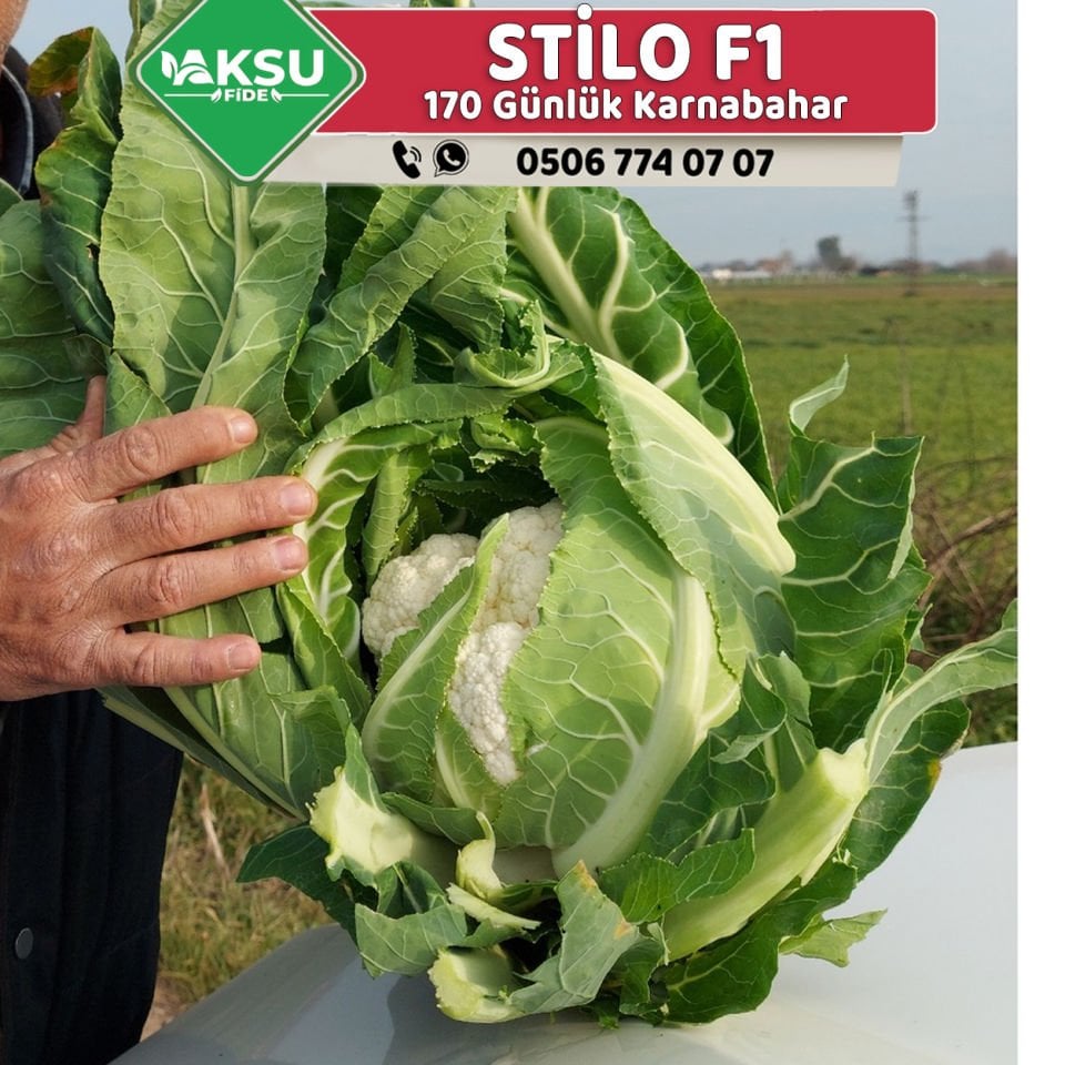 Stilo F1 Karnabahar Fidesi