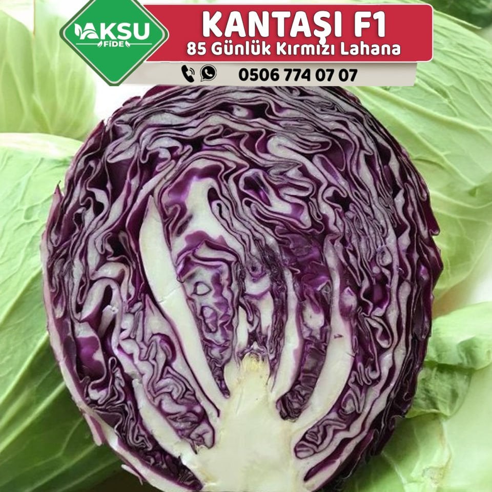 Kantaşı F1 85 Günlük Kara Lahana Fidesi