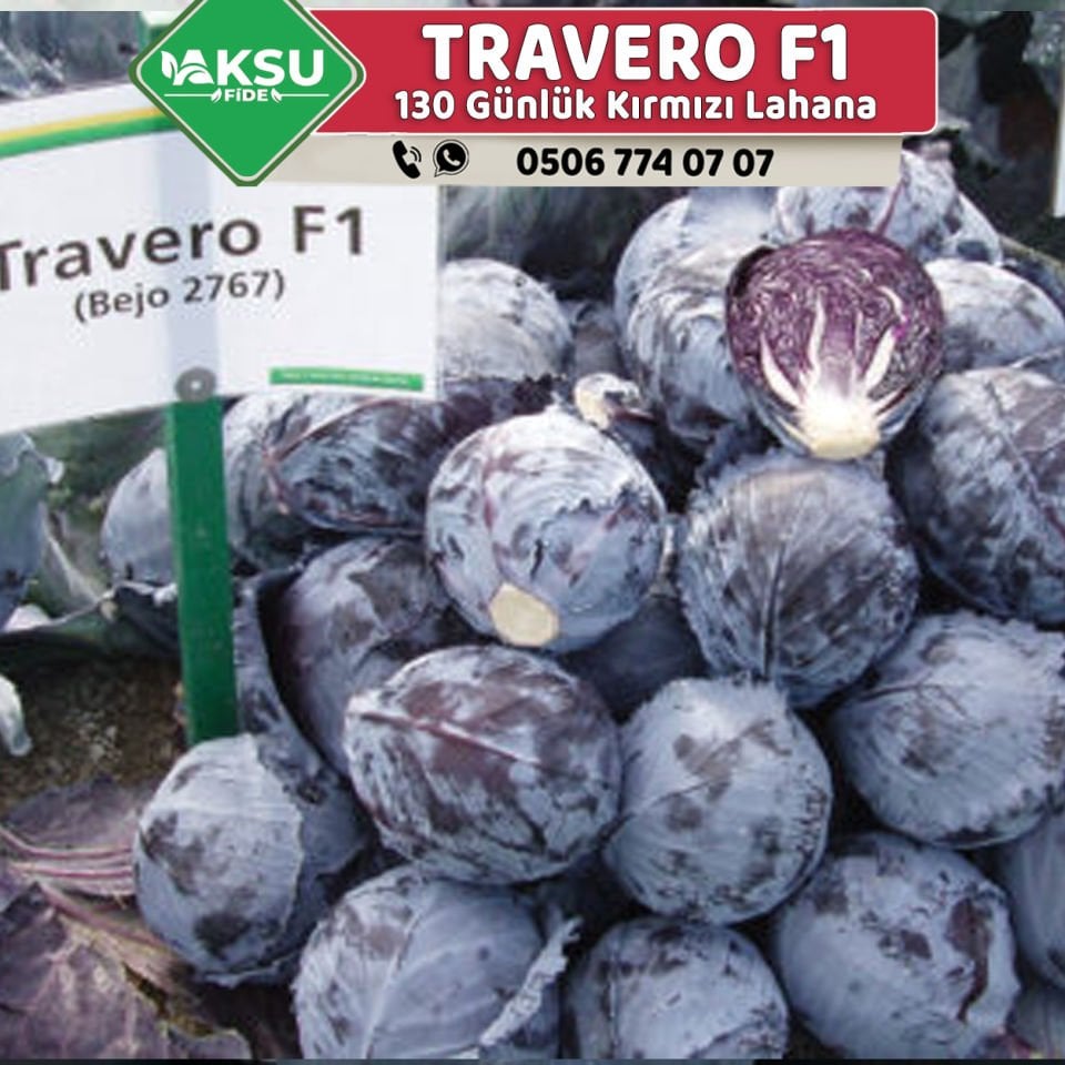 Travero F1 Kırmızı Lahana Fidesi