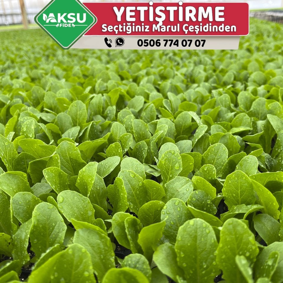 Marul Fidesi Yetiştirme Siparişi - Ortalama 25 Gün