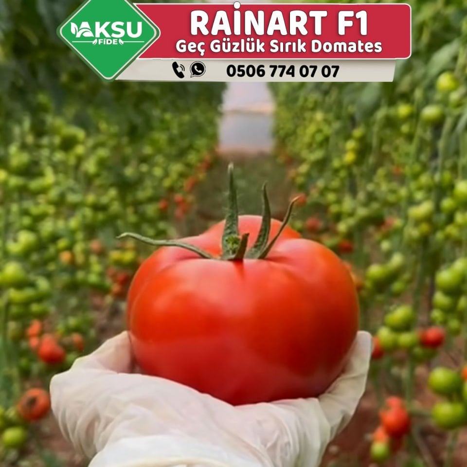 Rainart F1 Geç Güzlük Sırık Domates Fidesi