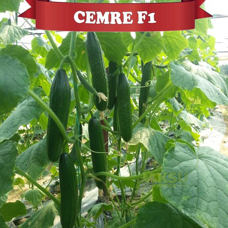 Cemre F1 Sırık Hıyar Tohumu