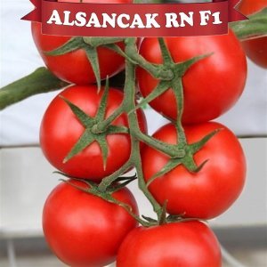 Alsancak Rn F1 Sırık Domates Tohumu
