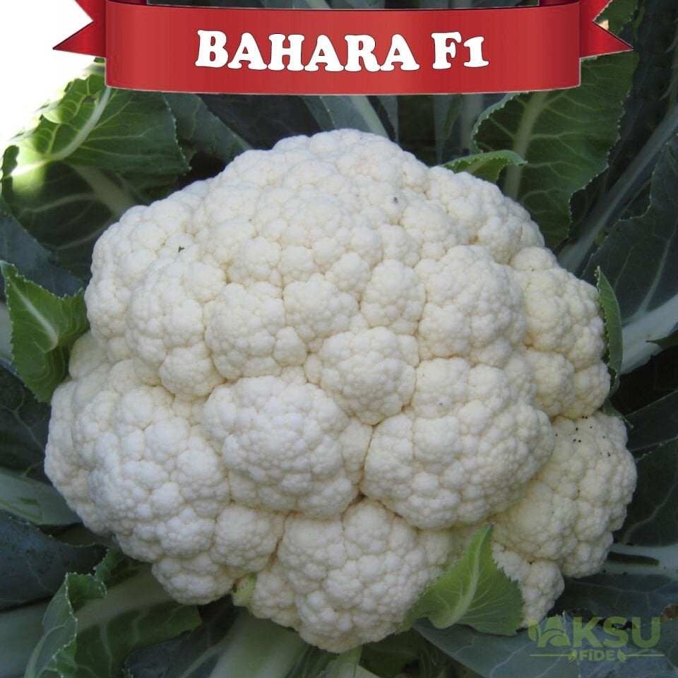 Bahara Karnabahar Tohumu 2.500 Adet