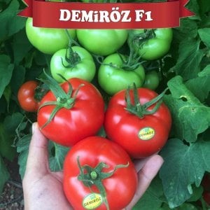 Demiröz F1 Sırık Domates Tohumu