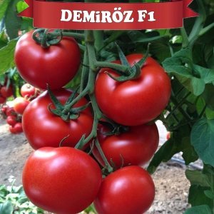 Demiröz F1 Sırık Domates Tohumu