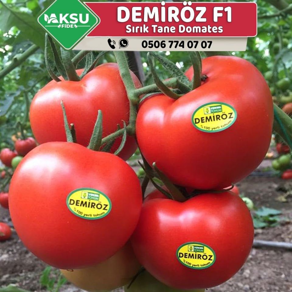 Demiröz F1 Sırık Domates Tohumu