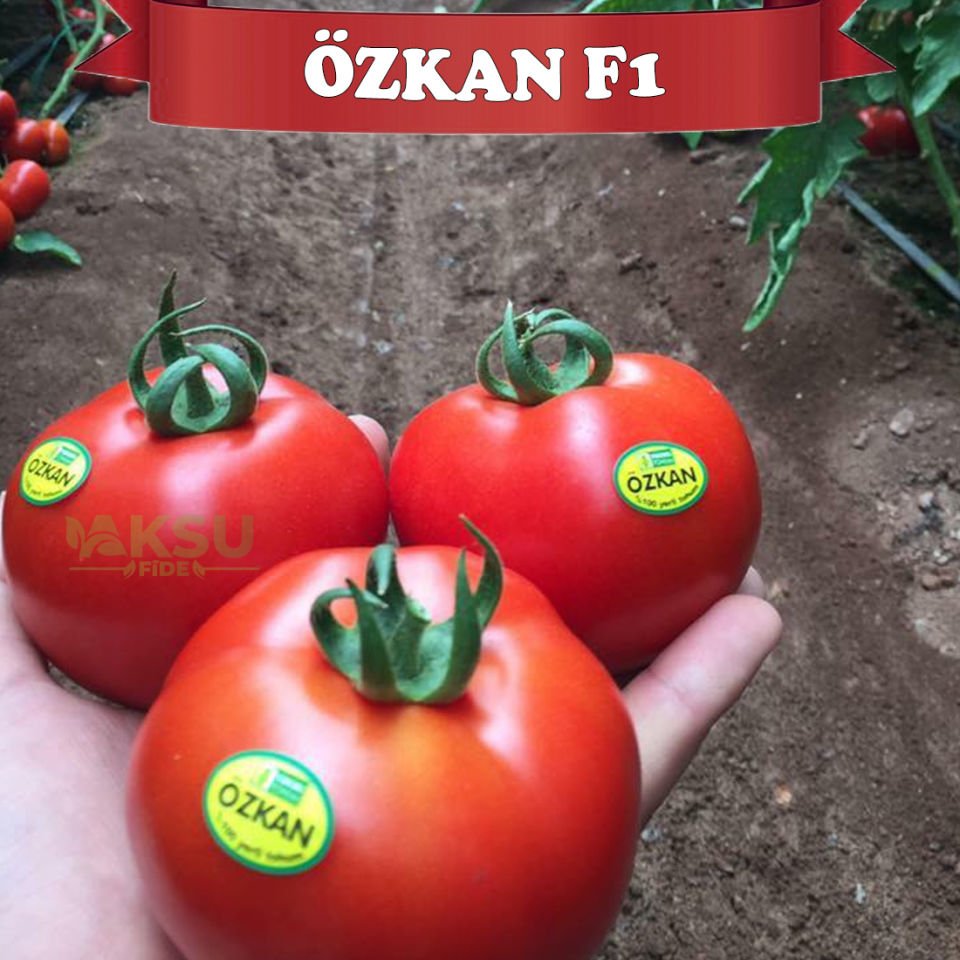 Özkan F1 Sırık Domates Tohumu