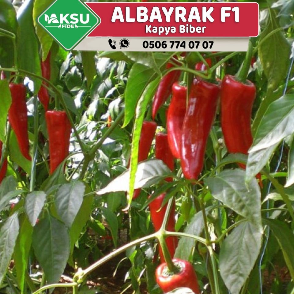 Albayrak F1 Kapya Biber Fidesi
