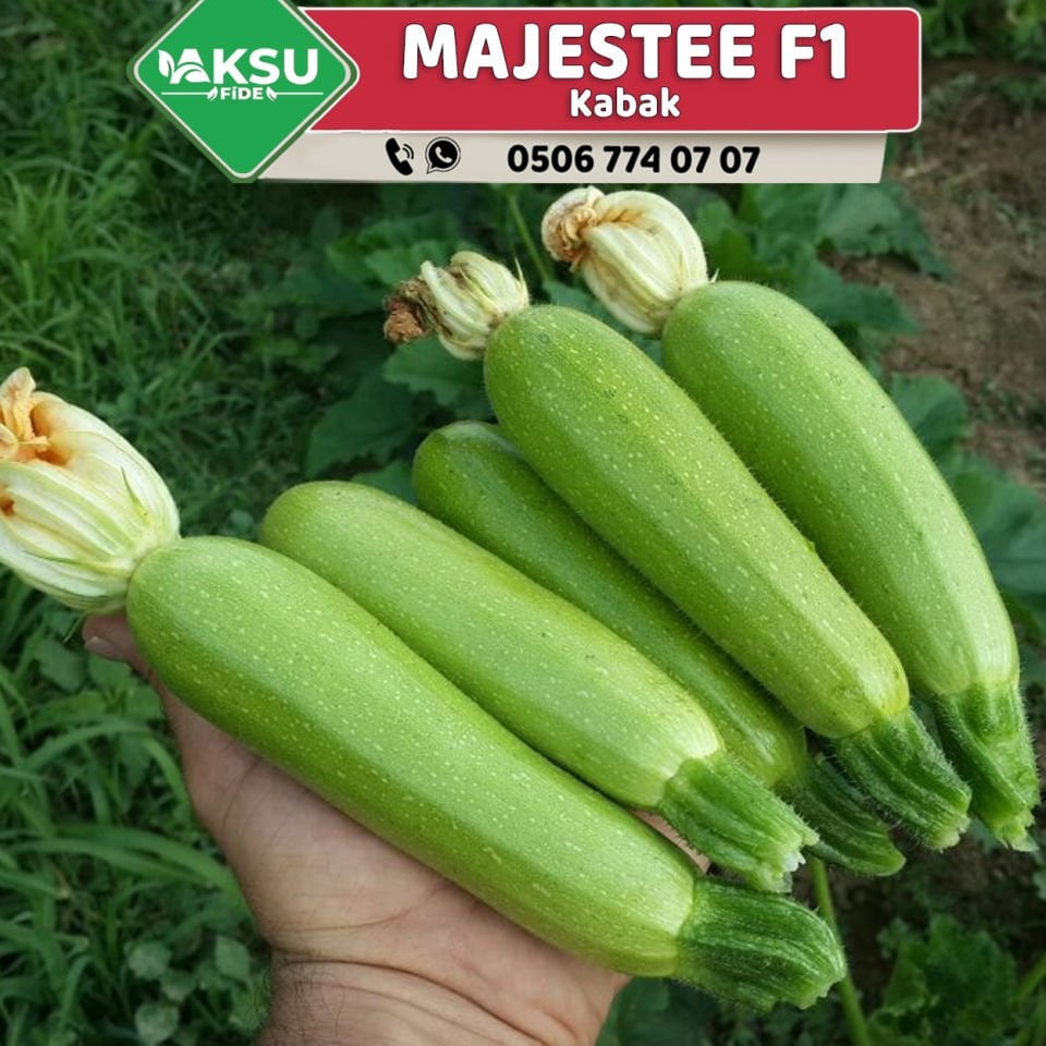 Majestee F1 Kabak Fidesi