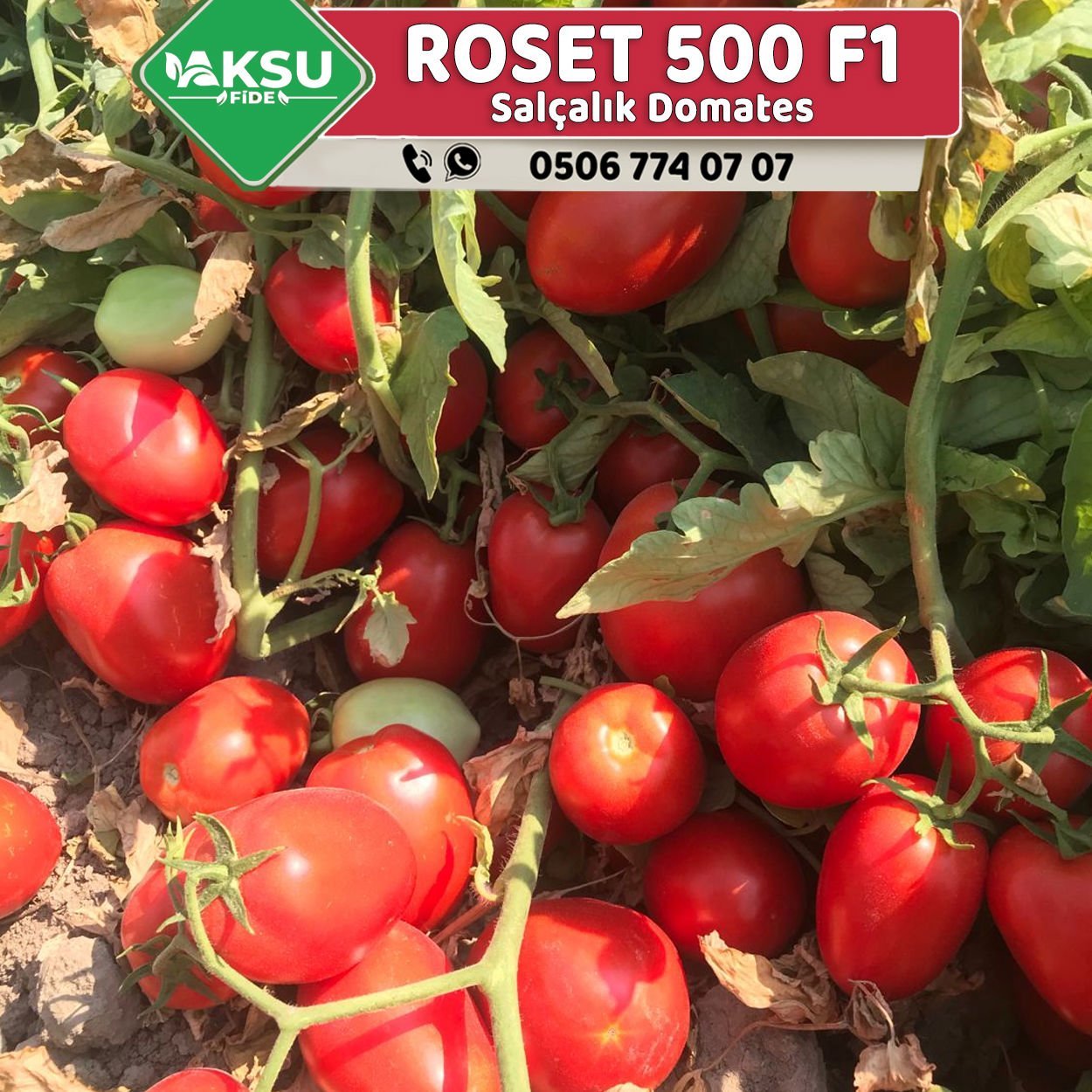 Roset 500 F1 Sanayilik Domates Fidesi