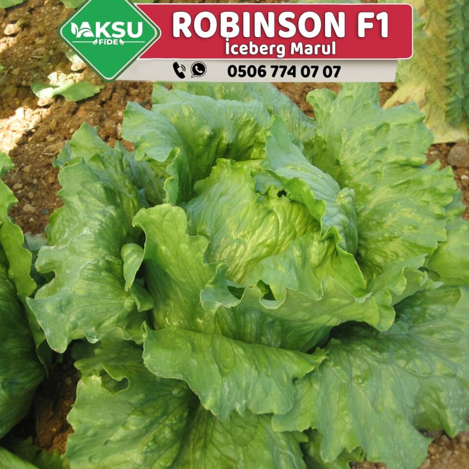 Robinson İceberg Marul Fidesi