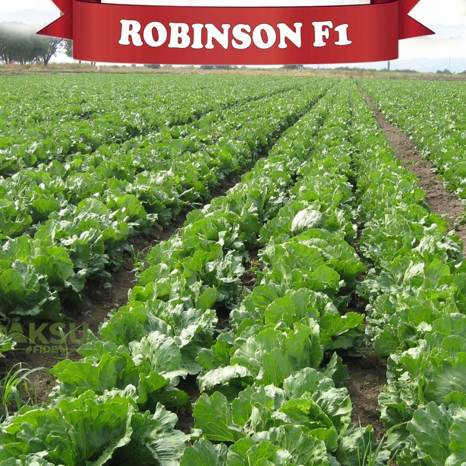 Robinson İceberg Marul Fidesi