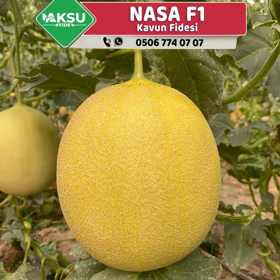 Nasa F1 Erkenci Kavun Fidesi