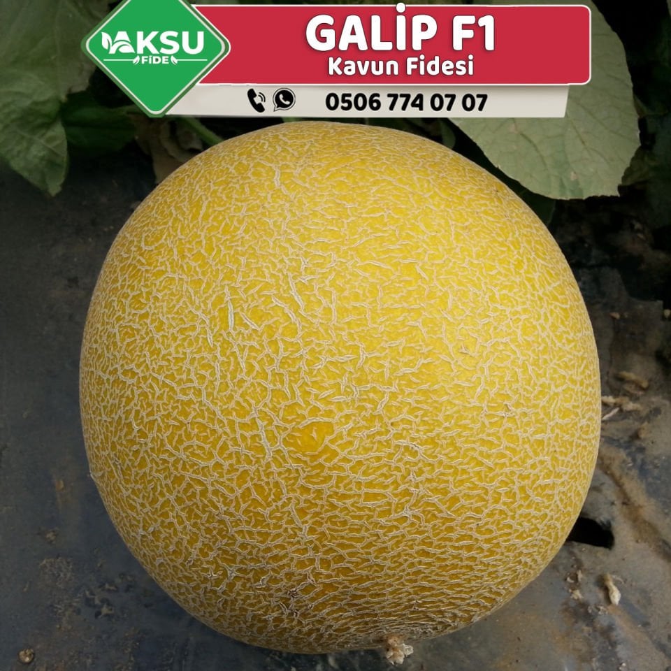 Galip F1 Erkenci Kavun Fidesi