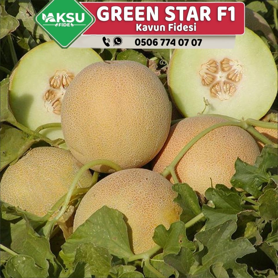 Green Star F1 Kavun Fidesi