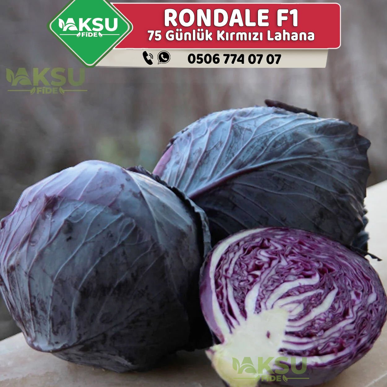 Rondale F1 Kara Lahana Fidesi