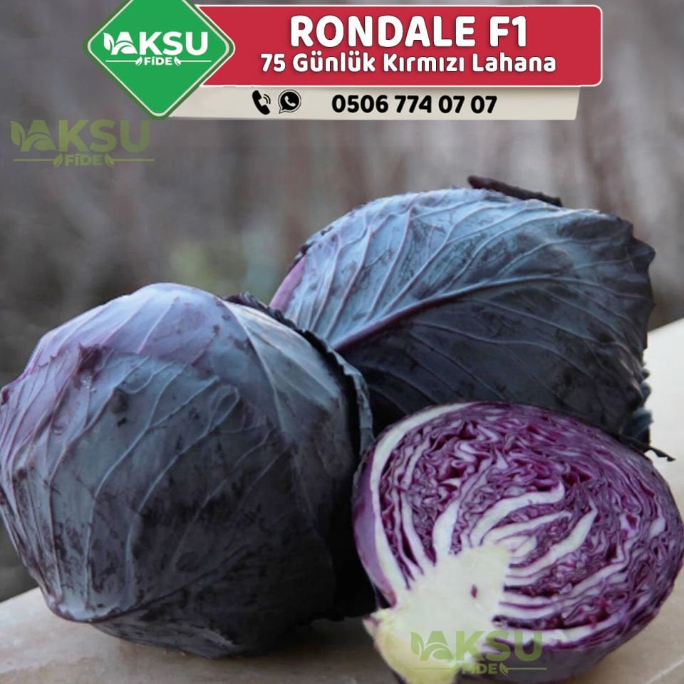 Rondale F1 Kara Lahana Fidesi