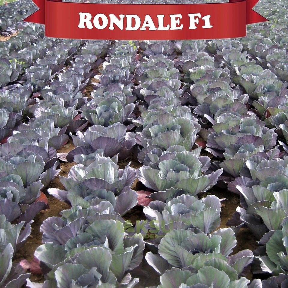 Rondale F1 Kara Lahana Fidesi