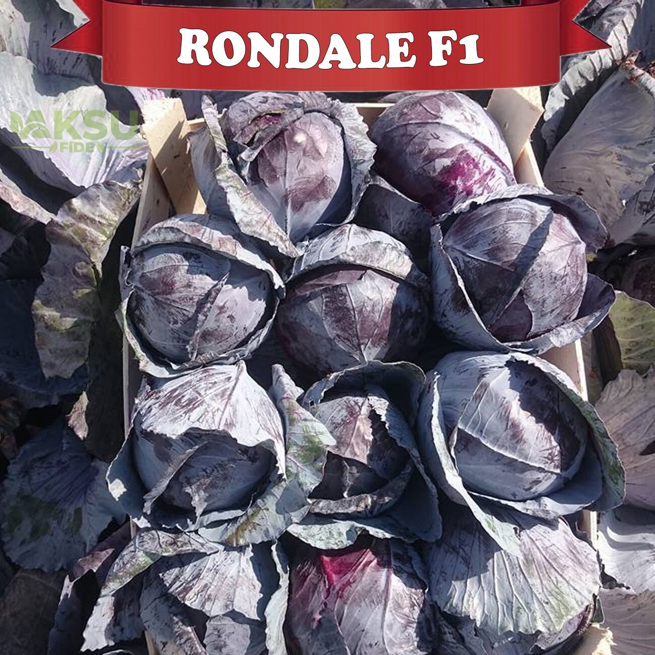 Rondale F1 Kırmızı Lahana Tohumu 2.500 Adet