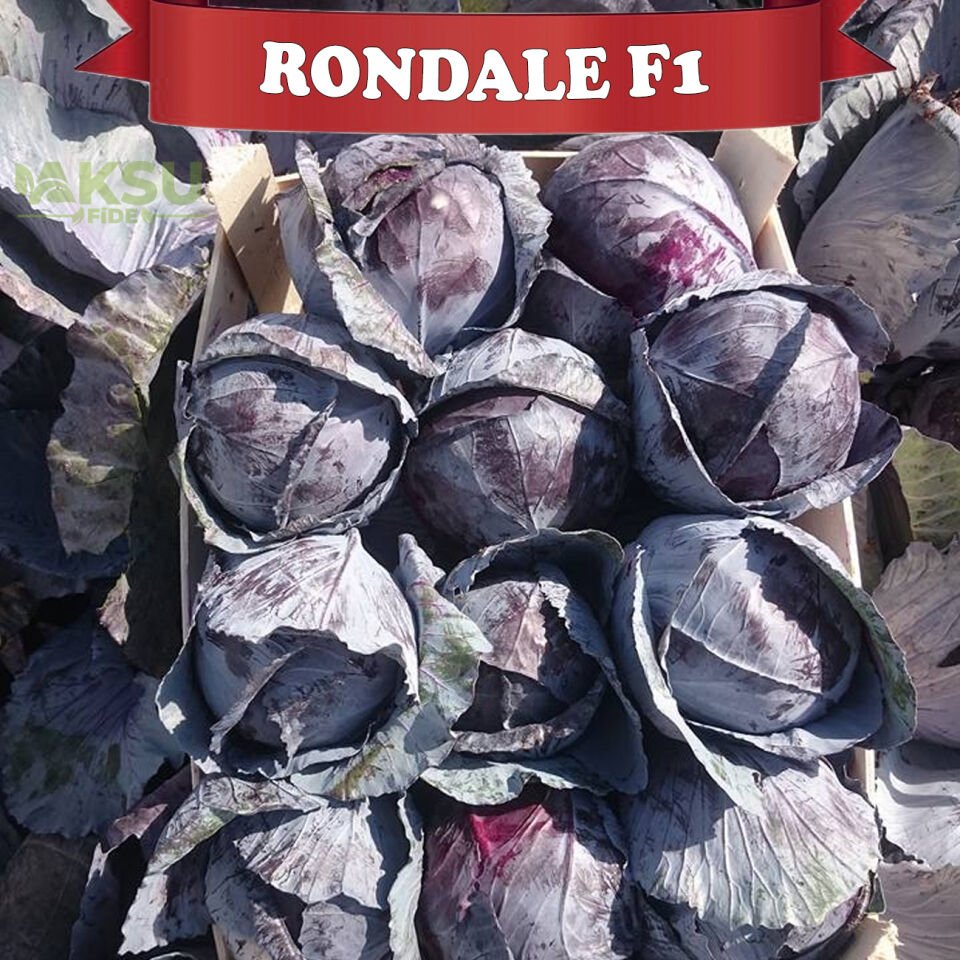 Rondale F1 Kırmızı Lahana Tohumu 2.500 Adet