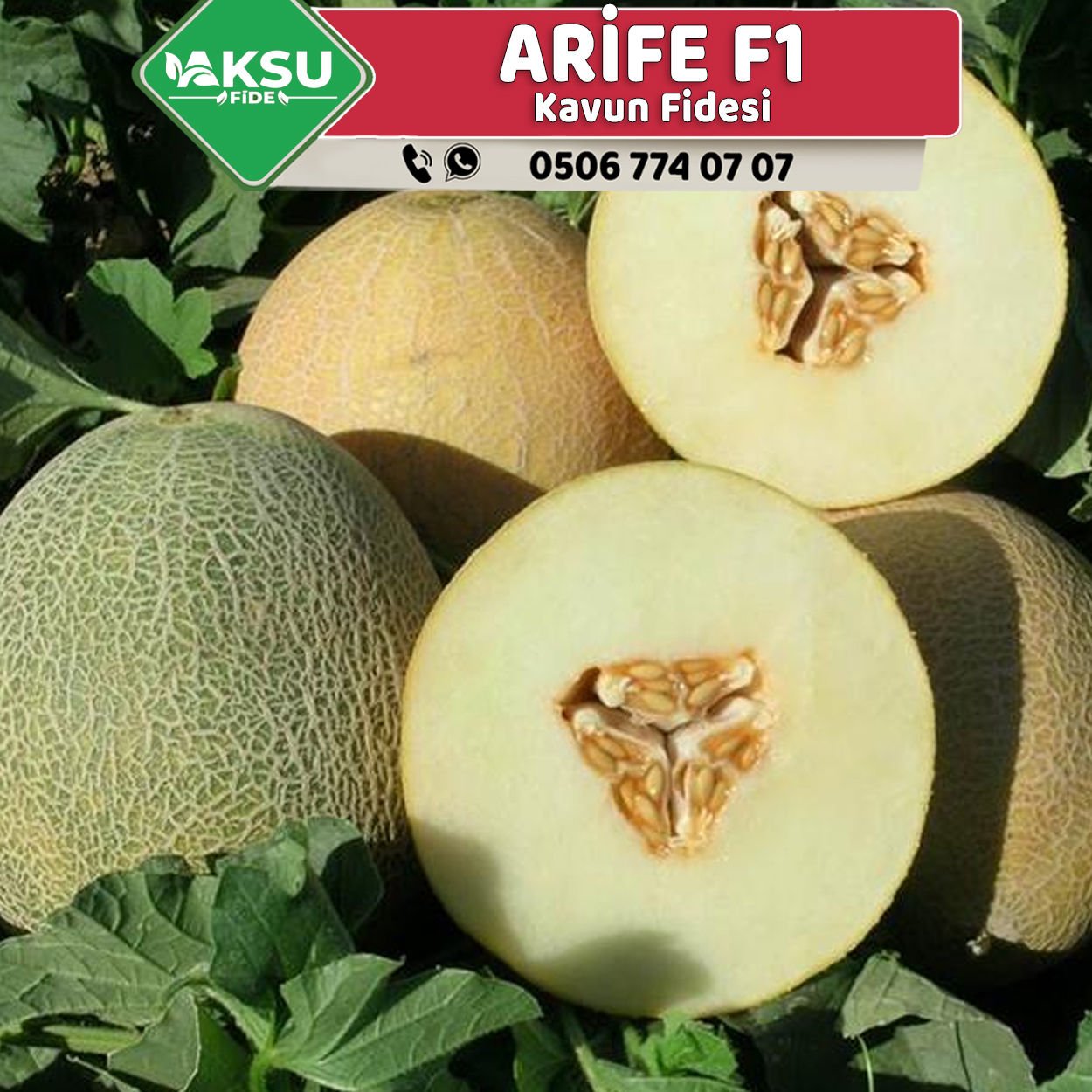Arife F1 Kavun Fidesi