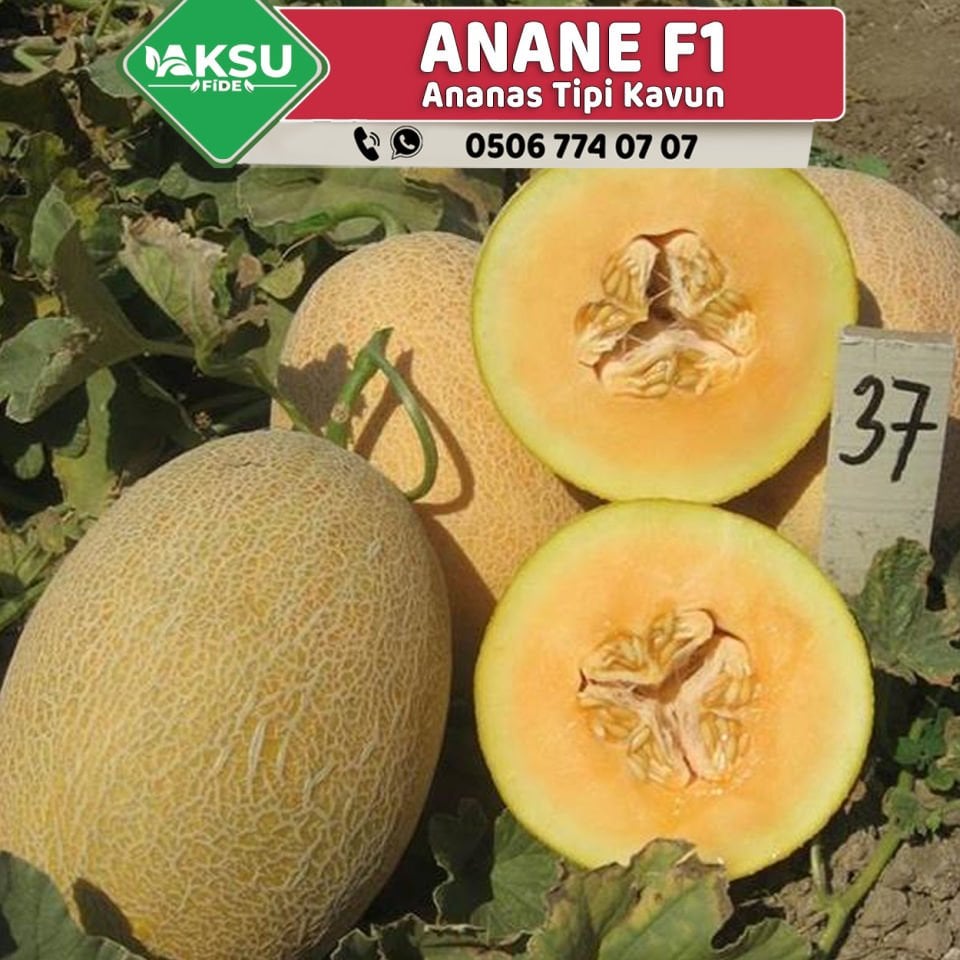 Anane F1 Kavun Fidesi