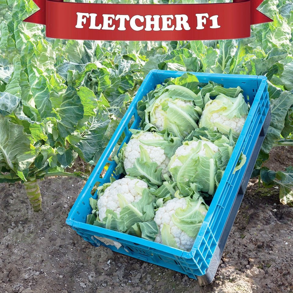 Fletcher F1  Kışlık Karnabahar Tohumu