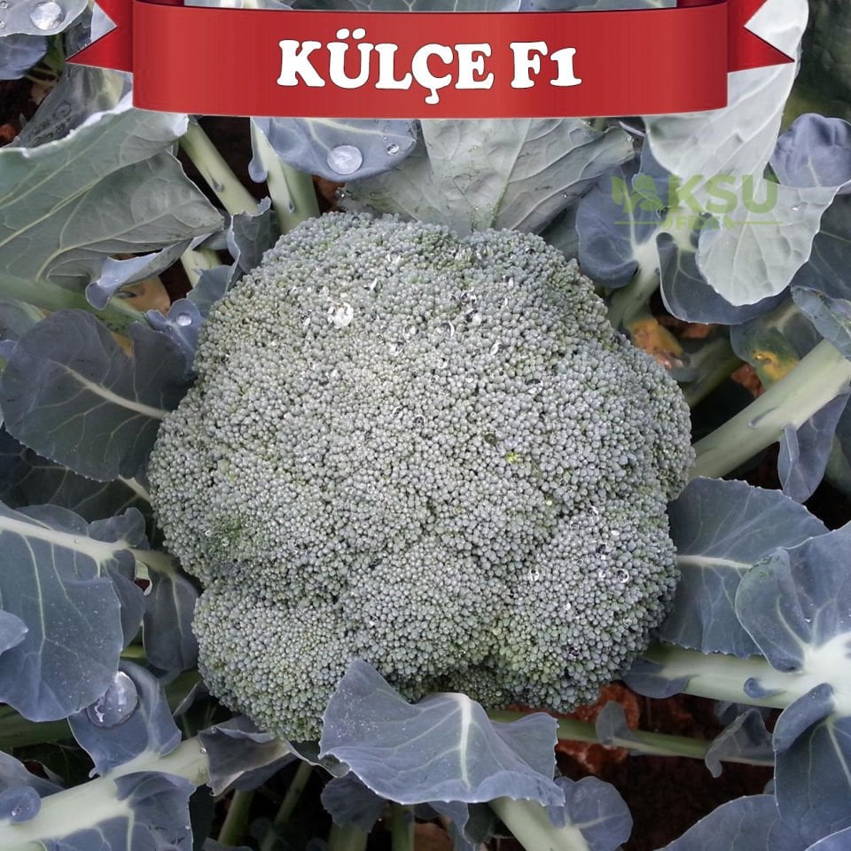 Külçe F1 Brokoli Tohumu