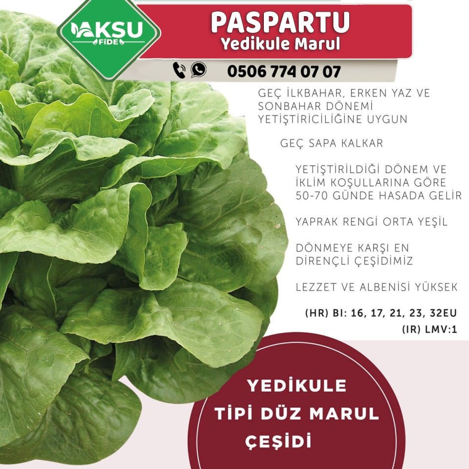 Paspartu Yedikule Marul Fidesi