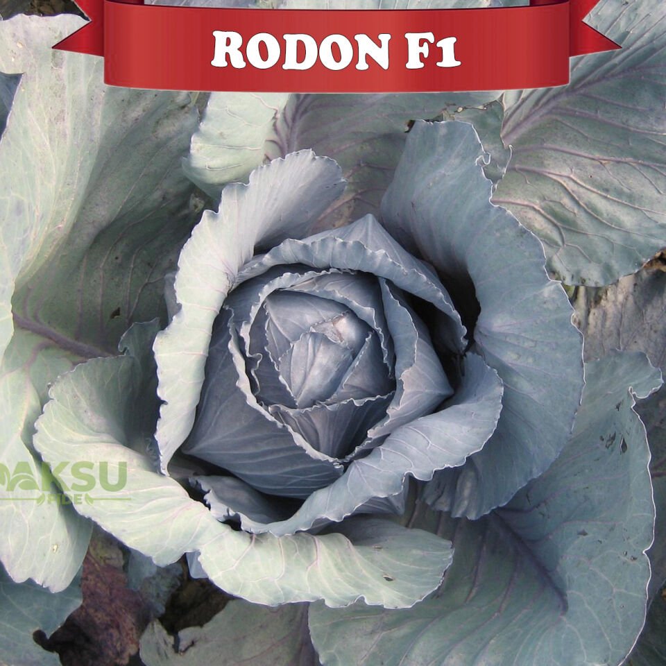 Rodon F1 Kırmızı Lahana Tohumu