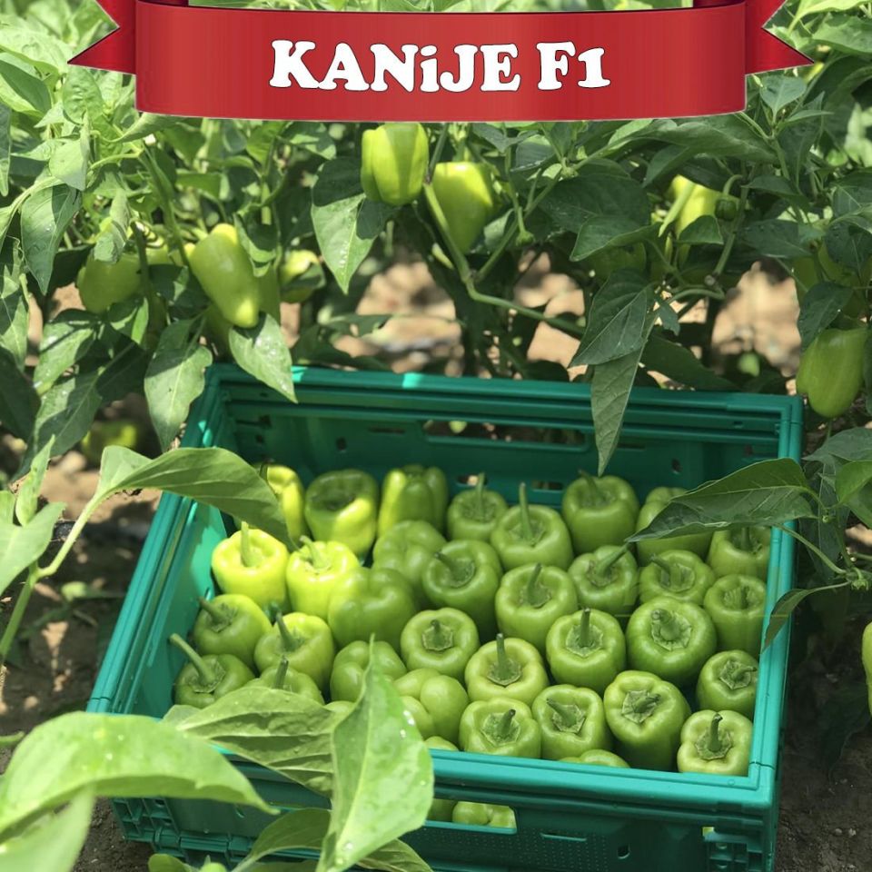 Kanije F1 Dolma Biber Tohumu