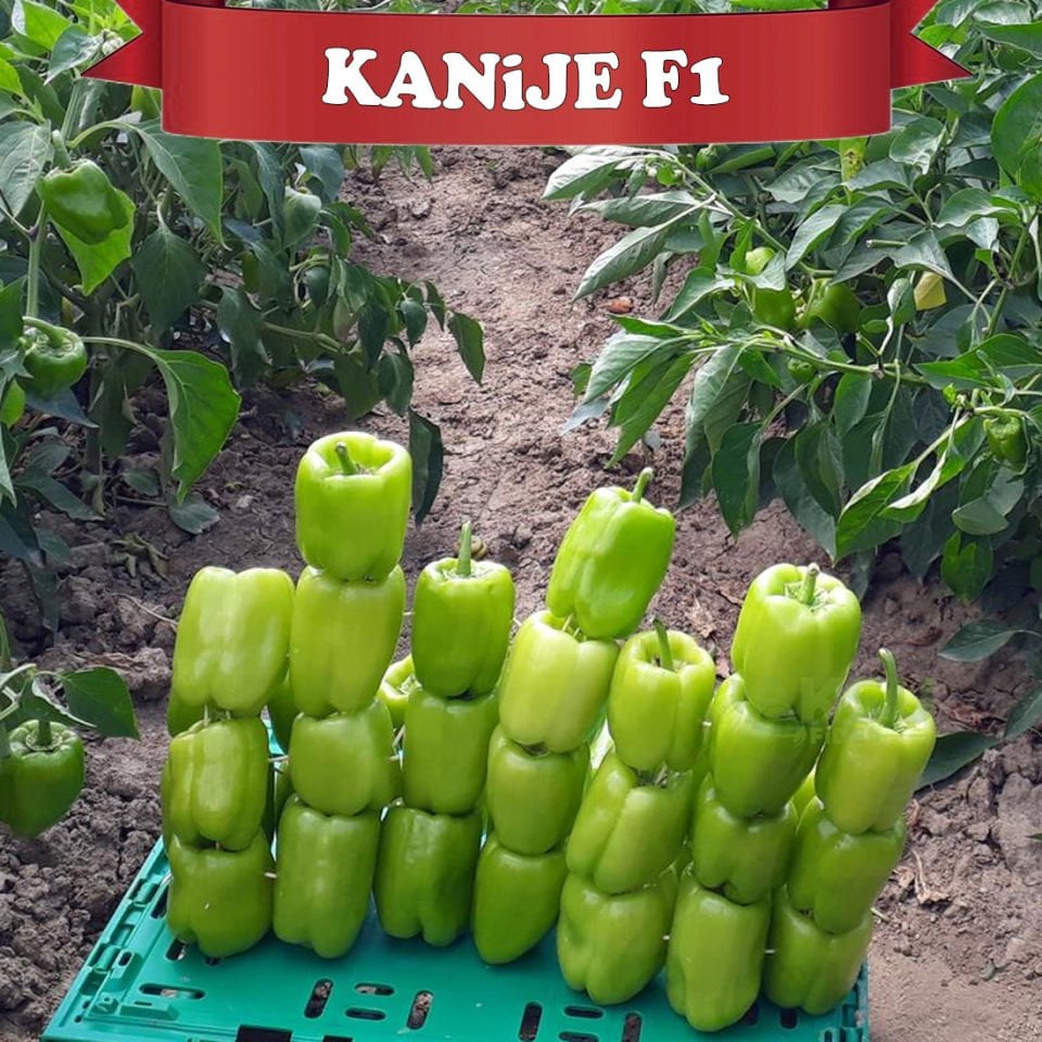 Kanije F1 Dolma Biber Tohumu