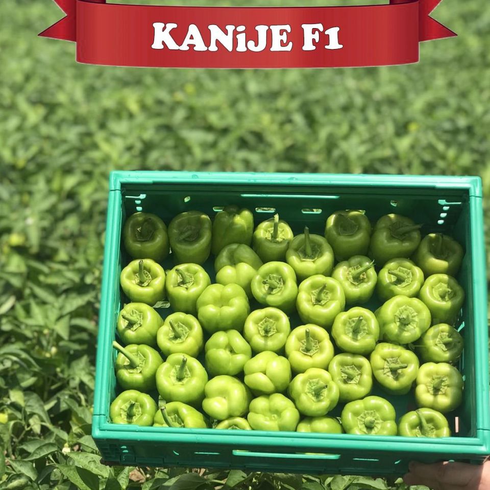 Kanije F1 Dolma Biber Tohumu
