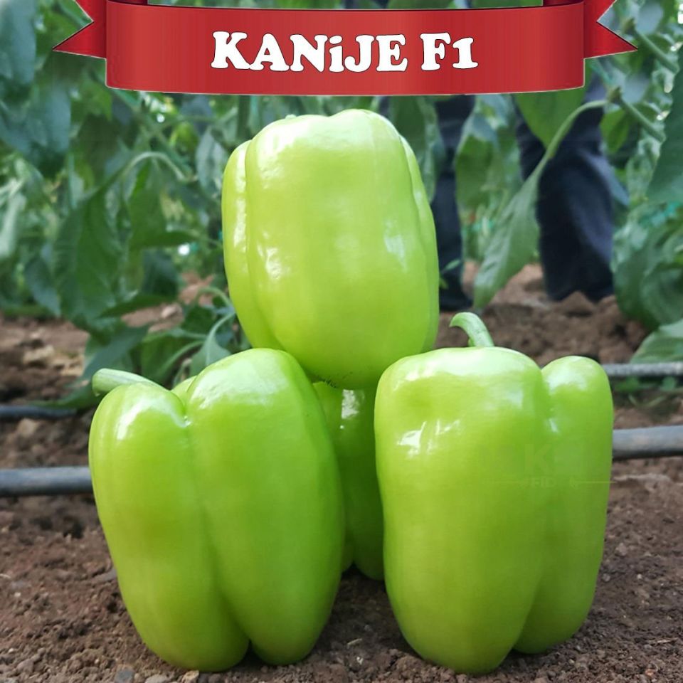 Kanije F1 Dolma Biber Tohumu