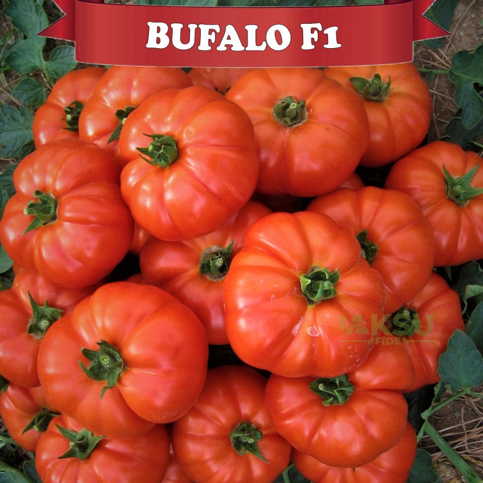 Bufalo F1 Beef Domates Tohumu