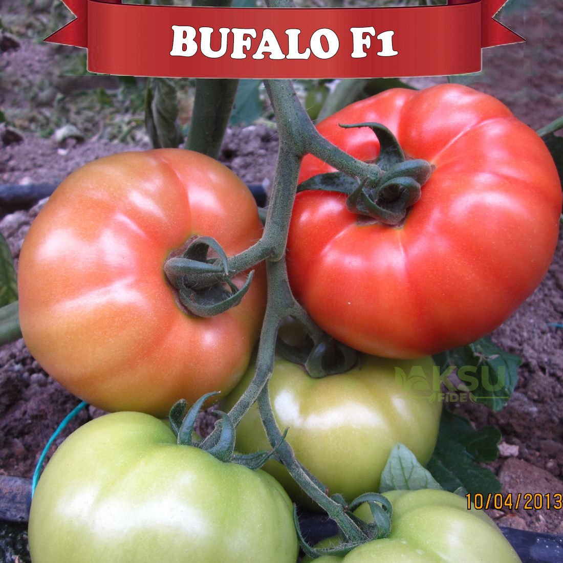 Bufalo F1 Beef Domates Tohumu