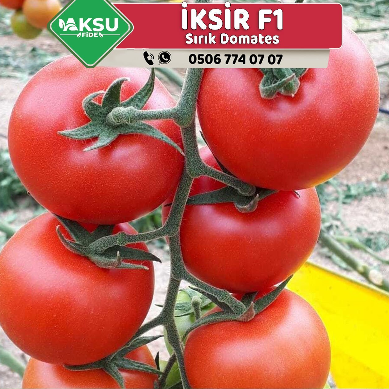 İksir F1 Sırık Domates Fidesi