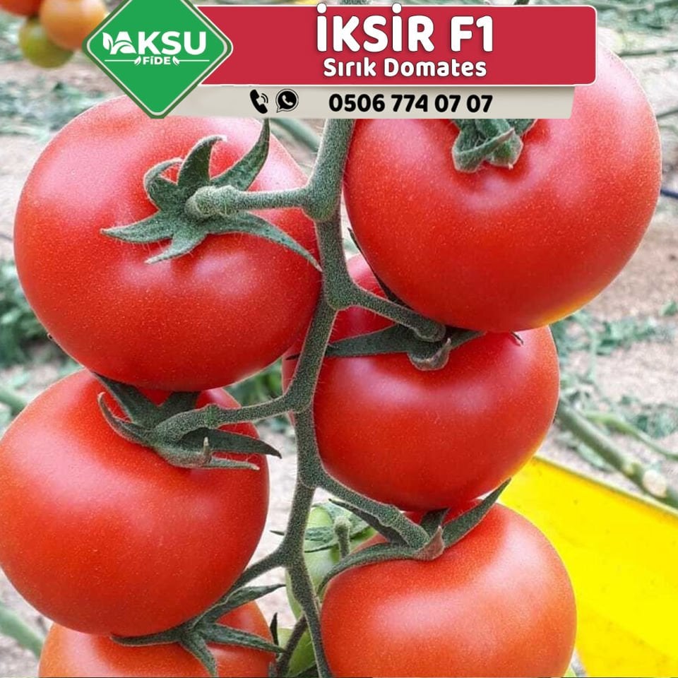 İksir F1 Sırık Domates Fidesi