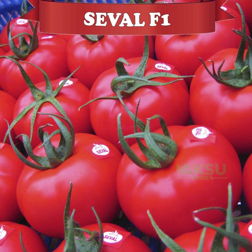 Seval F1 Tane Domates Tohumu