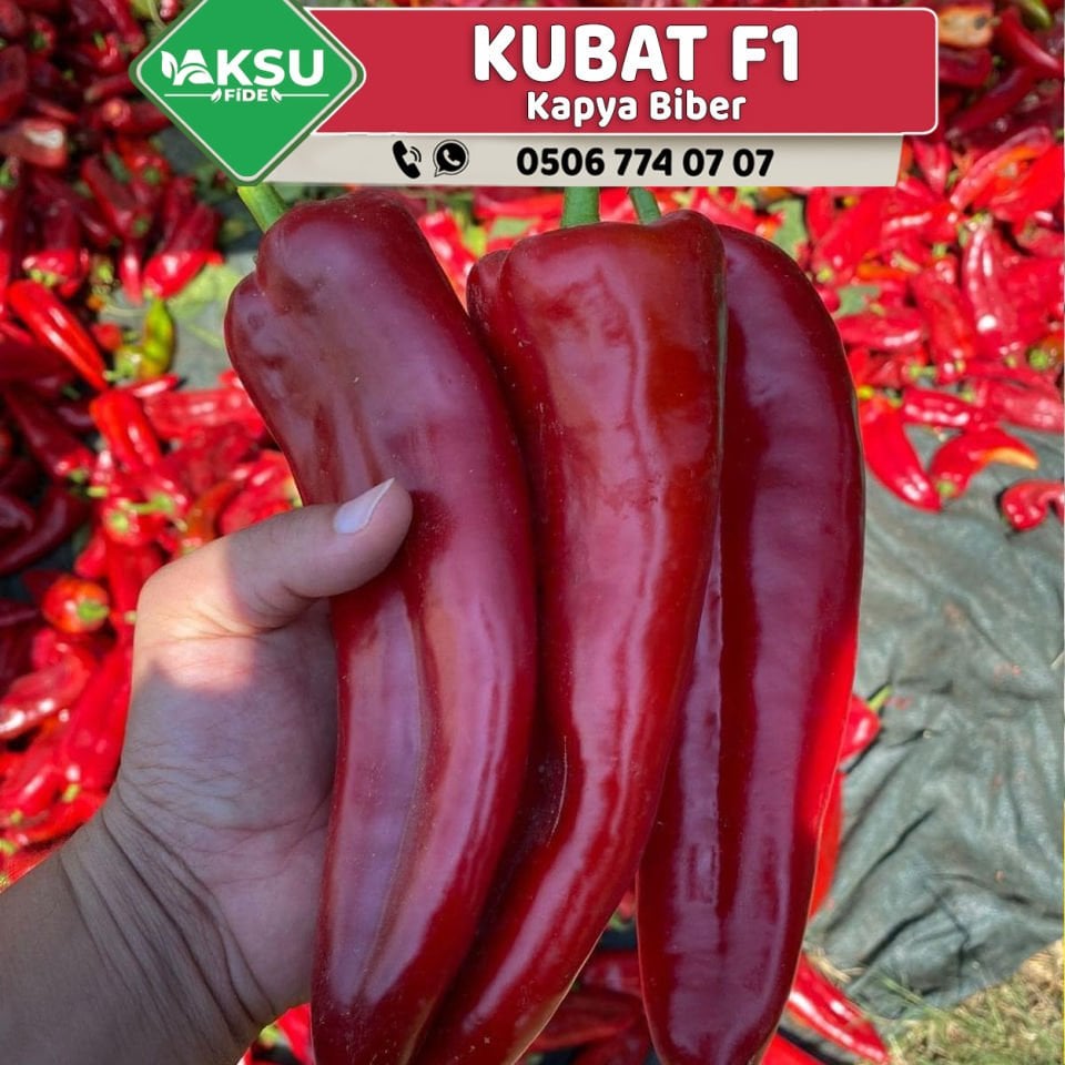 Kubat F1 Kapya Biber Fidesi