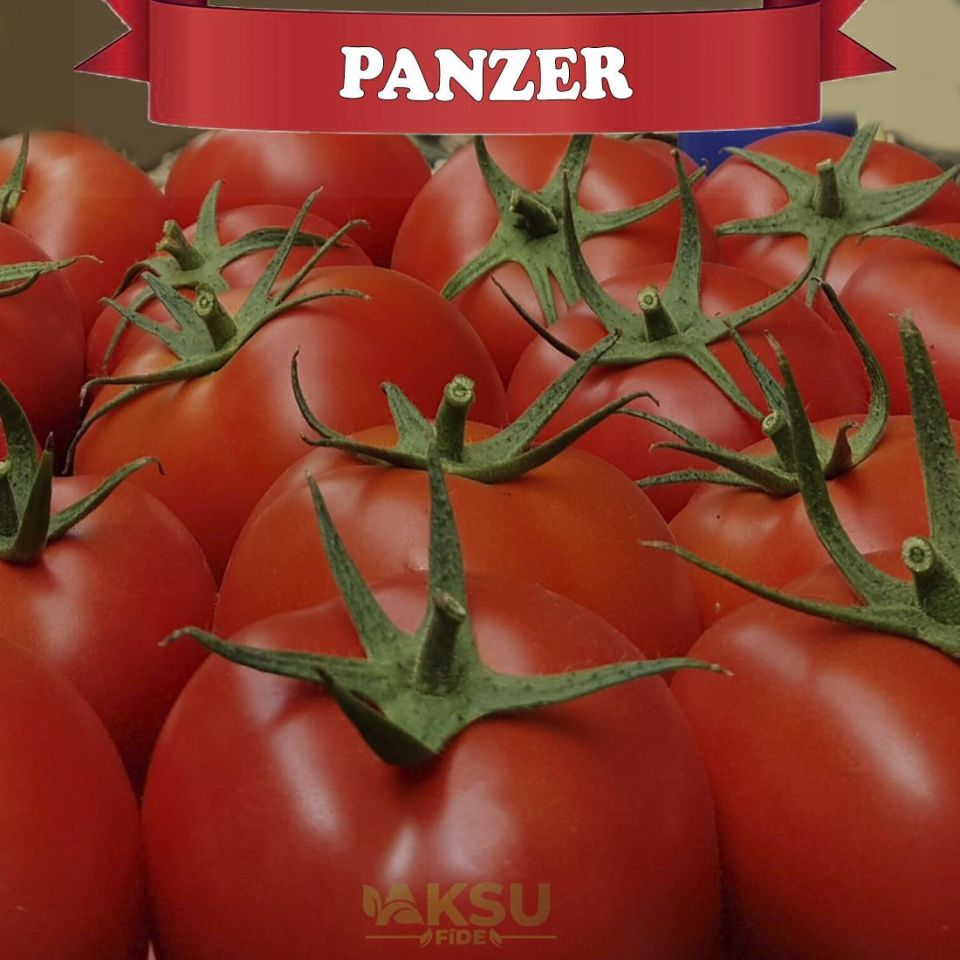 Panzer F1 Sırık Tane Domates Tohumu