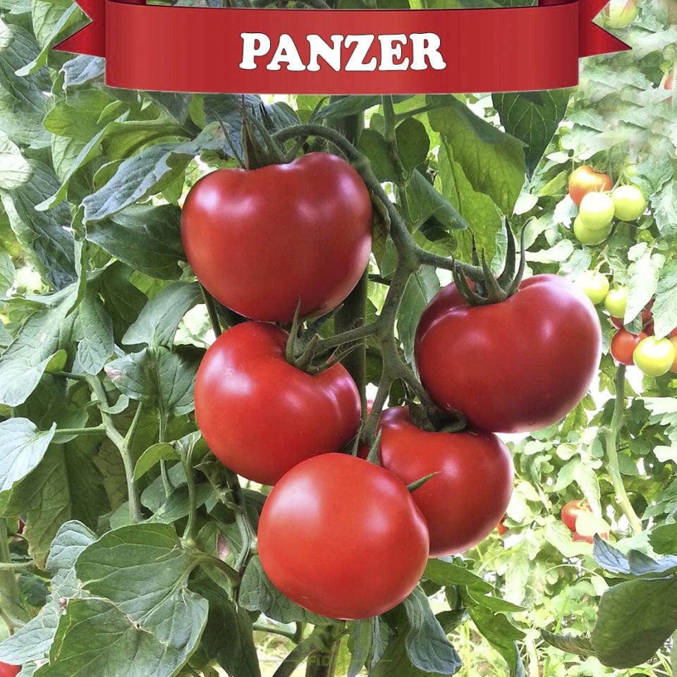 Panzer F1 Sırık Tane Domates Tohumu