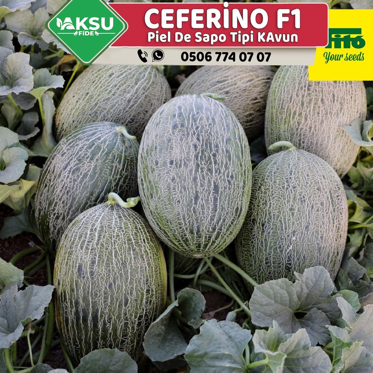 Ceferino F1 Ankara Kavunu Fidesi