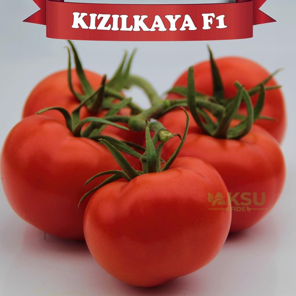 Kızılkaya F1 Sırık Domates Tohumu