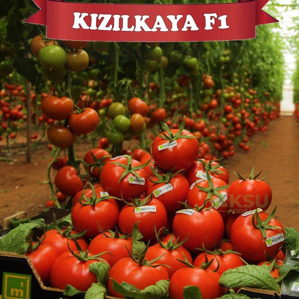 Kızılkaya F1 Sırık Domates Tohumu