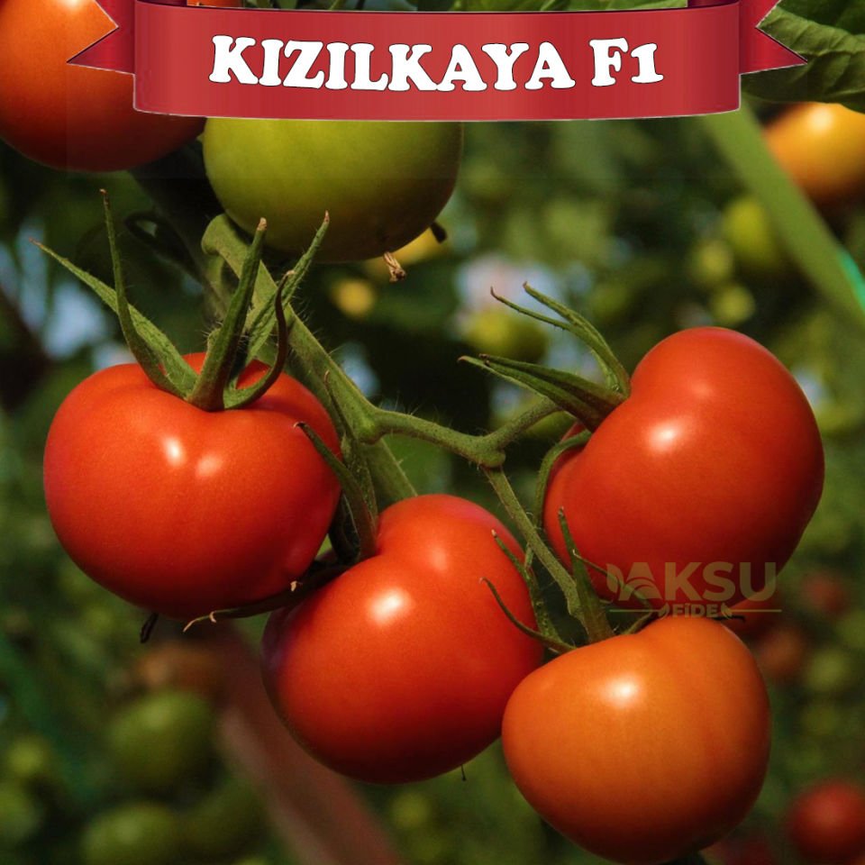 Kızılkaya F1 Sırık Domates Tohumu
