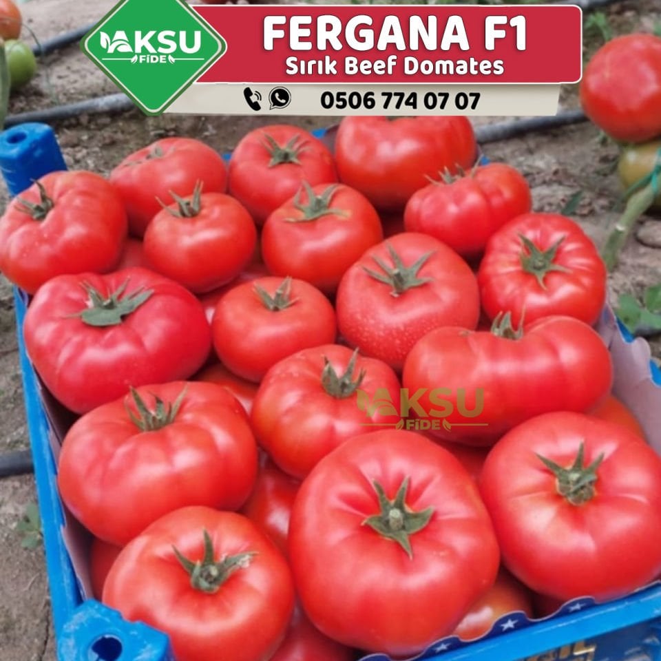 Fergana F1 Sırık Beef Domates Fidesi