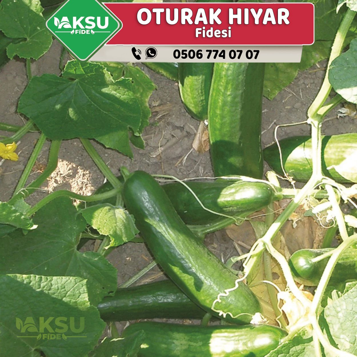 Hibrit Oturak Hıyar Fidesi