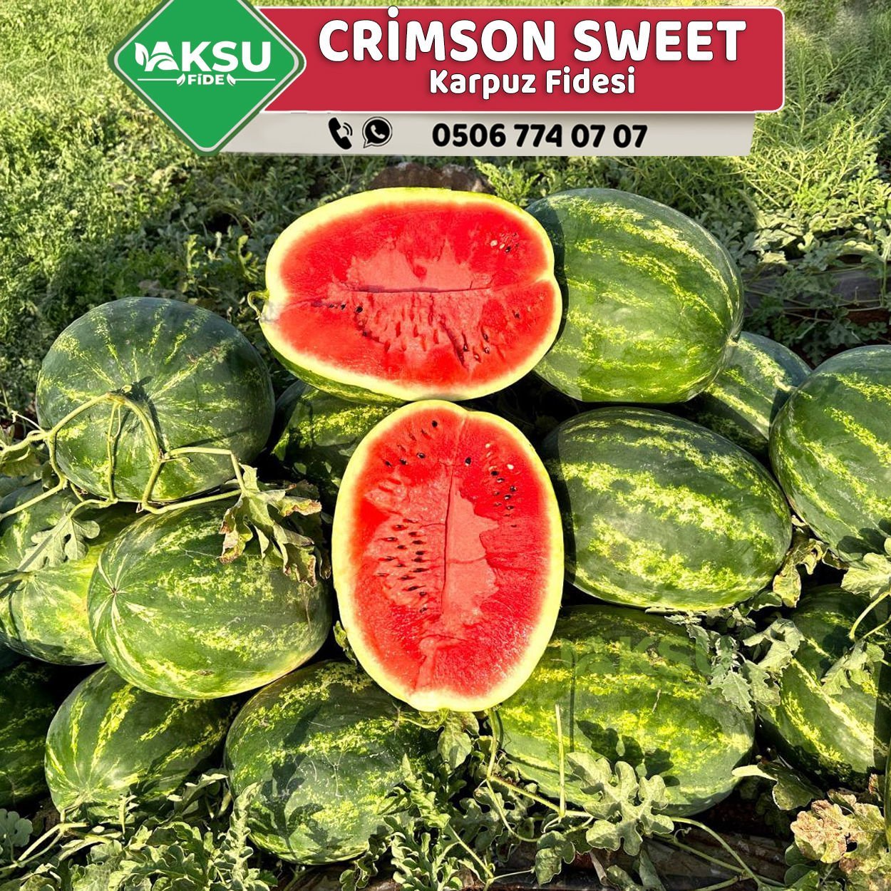 Crimson Sweet Tipi Karpuz Fidesi